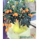 Kumquat
