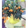 Kumquat