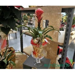 Bromelia Guzmania vaso Grande