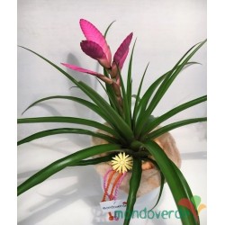 Bromelia Tillandsia