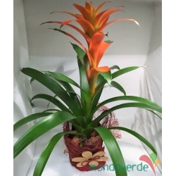 Guzmania