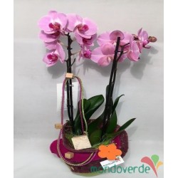 Phalaenopsis Alta