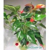 Anthurium Rosso