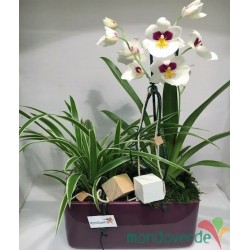 Orchidea Miltonia