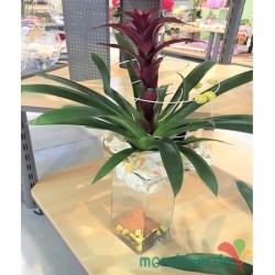 Bromelia Guzmania con vaso