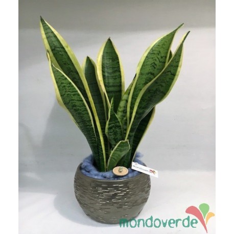 Sanseveria Trifasciata