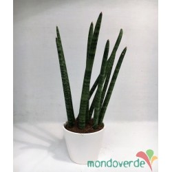 Sanseveria Tubolare