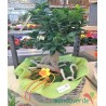 Ficus Ginseng