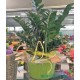 Zamia