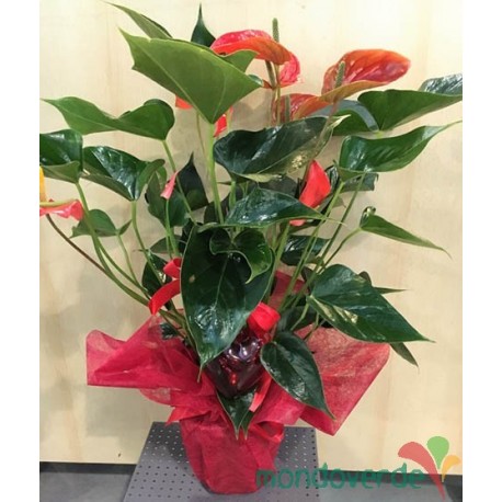 Anthurium