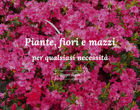 Piante, fiori e mazzi